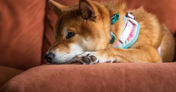 shiba targets trillion telecom technology