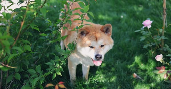 shiba targets trillion telecom crypto exchange